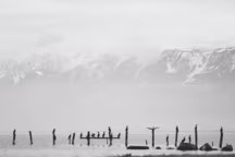 Préverenges. L'île aux oiseaux. 02/2017. En témoigne cette halte pour oiseaux migrateurs, "le Léman est un fil d'Ariane tendu entre les neiges d'Hannibal et le soleil de Massalia."