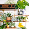 Un coin plantes vertes dans mon salon