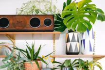 Un coin plantes vertes dans mon salon