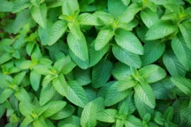 Une herbe médicinale facile, la menthe