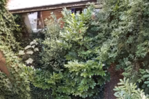 Rénovation réussie pour ce jardin de ville en clair-obscur