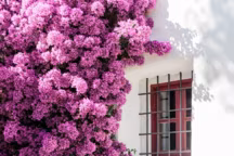 Un jardin comme à Ibiza