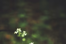 8 recettes de cuisine inspirées de la nature