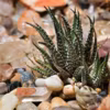 Haworthia