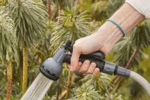 En été, arrosez vos plantes tôt le matin ou en fin de journée pour lutter contre l'évaporation.