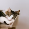 Chat en train de dormir sur son arbre à chat. Photo de Anete Lusina provenant de Pexels