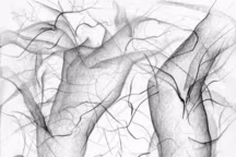 Hêtre et noyer. Papier léger. 21x29cm. Graphite. Dessin par Marie-Lydie Joffre.