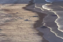 Le livre La Plage, une nature cachée est un ouvrage nécessaire pour découvrir ce trésor écologique, ses facettes méconnues et l'urgence qu'il y a à le protéger.
-
Milieu naturel d'exception, la plage est sublimée par sa flore et sa faune, à l'image de ces milliers de manchots papous venus nourrir leurs petits au couchant, plage The Neck sur l'île Saunders, en Atlantique sud, dans l'archipel des Falkland.