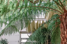 Terrasse en bois avec palmiers - Réalisation Garden Trotter et Olivier Chabaud