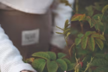 Reportage Côté Ouest n°194 - Terre d'absolu Lancôme / Domaine de la Rose