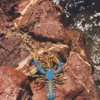 "Lobster Necklace Turquoise», pendentif et chaîne, plaqué or, homard incrusté de turquoises synthétiques, clin d'œil au surréalisme, fabriqué à la main dans l'atelier de la créatrice à Istanbul, Begüm Khan.