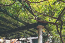 Pensée comme une extension de la maison à l'abri de la chaleur, la pergola jalonnée de colonnes est noyée dans des entrelacs de jasmin et de glycine. Des orchidées en pots prospèrent, été comme hiver. Table en mosaïque de pâte de verre, inspiré d'un tableau d'Albert Gleizes, et personnage culbuto, l'ensemble Aude Del Mar. Chaises en bois peint, Darbaud, assiettes marocaines en céramique.