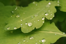 Récupérer l'eau de pluie - 4 solutions