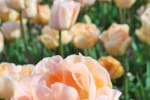 Parmi les bulbes à planter en automne, la tulipe s'impose pour de beaux massifs fleuris l'été suivant. Tulipe Double Orange Angélique, Truffaut.