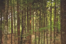 Steven Siegel, Pont II, 2009. Arte Stella, Borgo Valsugana, Val di Sella, Italie.