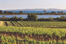 Toute la magie du Var, l'écrin d'un paysage naturel protégé. A La Londe-les-Maures, le vignoble dévale jusqu'à la mer. Le sol filtrant, bien orienté en coteaux, bénéficie du climat chaud et sec du littoral méditerranéen.