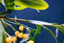 Photo de mimosa par Corentin Pfeiffer