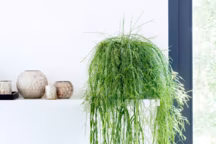 Suspension Rhipsalis, d17cm, à partir de 22,95 euros. Jardiland.