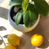 citronnier en pot