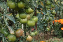 Oeillets d'Inde ECLOZ : barquette de 6 mottes, 5,99 euros.