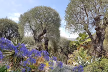 Un jardin baigné de soleil ne tolère pas n'importe quelles plantes.