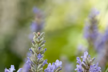 La lavande
Lavande Platinum Blonde