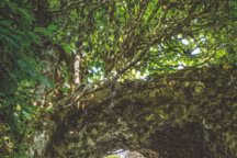 Aperçu depuis le jardin de La Grande Rochelle vers, au-delà de la romantique grille en fer forgé, le jardin de Solvène. Taillée chaque hiver, la charmille, aux branches dépouillées de feuillage, révèle alors sa superbe architecture.