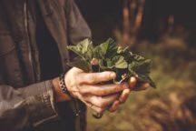 Une poignée de feuilles de guimauve cueillies sur le port de Lamena.