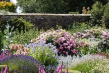 Des floraisons toute l'année, c'est un régal pour les yeux et une bénédiction pour les insectes ! Ici Allium, Campanula lactiflora Prichard, Stachys-Oreille d'ours et Lavande.