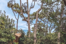 Une maison en bois au Cap Ferret entre pinède et océan