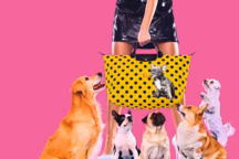 Collaboration collection capsule Longchamp et Toiletpaper