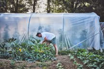 Devant la serre aux 70 pieds de tomates, le chef breton ramasse ses courgettes.
