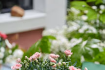 Conseils pour plantes à fleurs