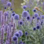 Le violet et ses multiples nuances au jardin avec une brassée d'Echinops