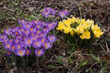 Les bulbes suivent un cycle naturel annuel, un vrai bonheur au jardin
