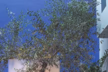 À Marrakech, un riad moderniste sublimé par la couleur bleu Majorelle