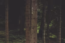 Les recettes du chef étoilé Christophe Aribert, un hymne à son terroir