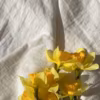 les narcisses sont les premières fleurs du printemps
https://fr.pinterest.com/pin/102456960269833273/
