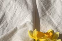 les narcisses sont les premières fleurs du printemps
https://fr.pinterest.com/pin/102456960269833273/