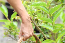 L'autoproduction correspond à un besoin sociétal global : la réappropriation d'un savoir-faire perdu (en une seule génération !), le besoin de connexion à la nature allié à une conscience écologique forte, ainsi que le plaisir et la réassurance de déguster sa propre production.  Le jardin nourricier prime désormais sur l'ornemental.