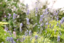 Une fois les fleurs fanées ou ramassées, la lavande demande une taille d'entretien, une à deux fois par an.
