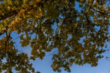 Le bocage normand comme décor d'un manoir du XVIIIe siècle