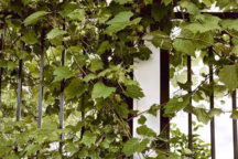 Jardin frais en été : 13 astuces pour une climatisation naturelle