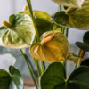 Pourquoi les feuilles de mon anthurium jaunissent ? Erreurs à éviter et solutions rapides