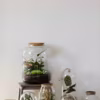 15 idées de terrariums : un écosystème miniature à portée de main
