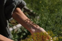 jardinier - date des saints de glace