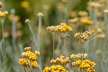 Top 15 des plantes increvables pour l'été (en pot ou en pleine terre)