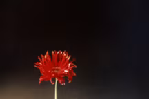 Cafetière du service Dip Malmaison. Christofle. École cantonale d'art de Lausanne (ECAL) et Adrien Rovero (né en 1981), designer. 2006. Métal argenté, caoutchouc. Conservatoire Bouilhet Christofle © François Coquerel