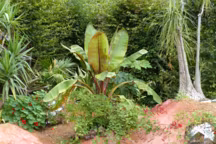 Comment planter un bananier et quelle espèce choisir ?