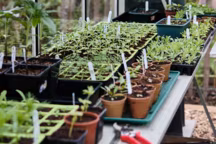 Entretien du jardin en hiver : nos conseils pour affronter le froid.